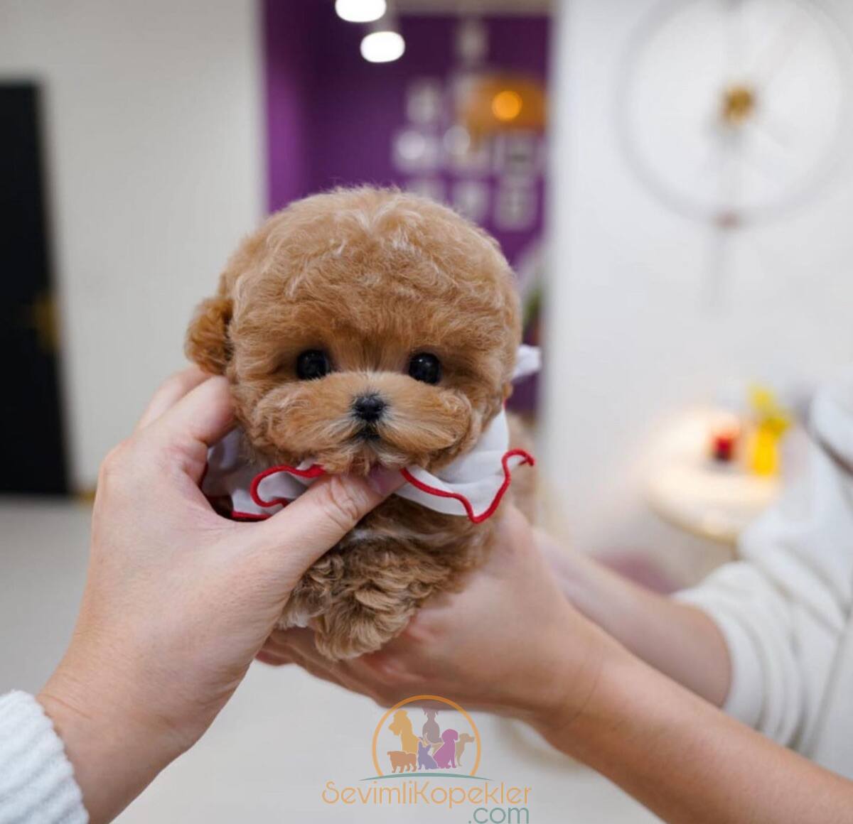 satılık Poodle Toy üçüncü fotoğrafı