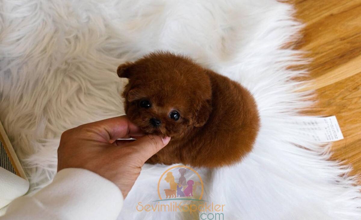 satılık Poodle Toy ikinci fotoğrafı