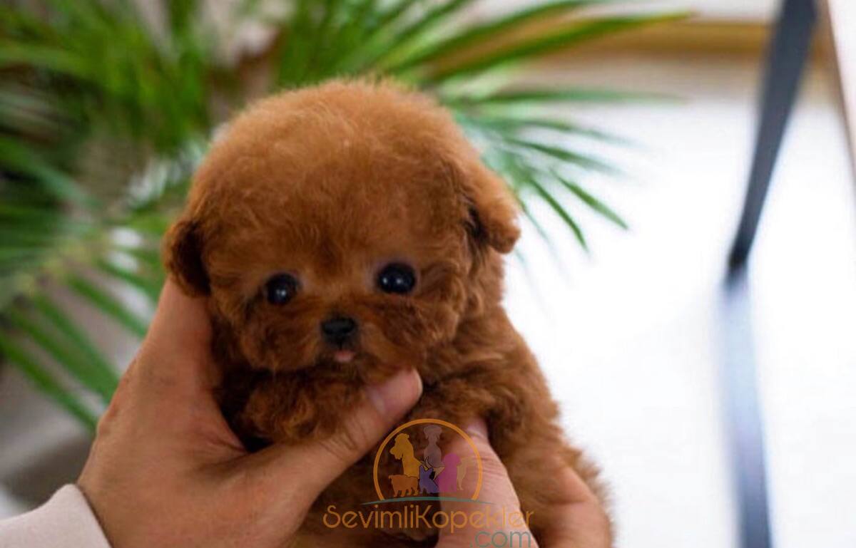 satılık Poodle Toy üçüncü fotoğrafı