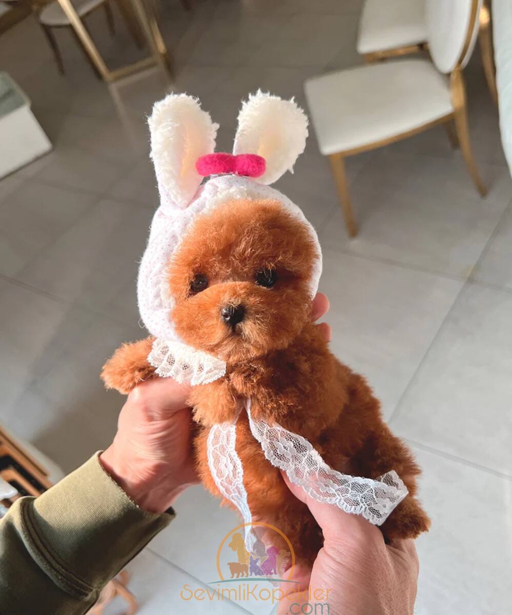 satılık Poodle Toy ikinci fotoğrafı