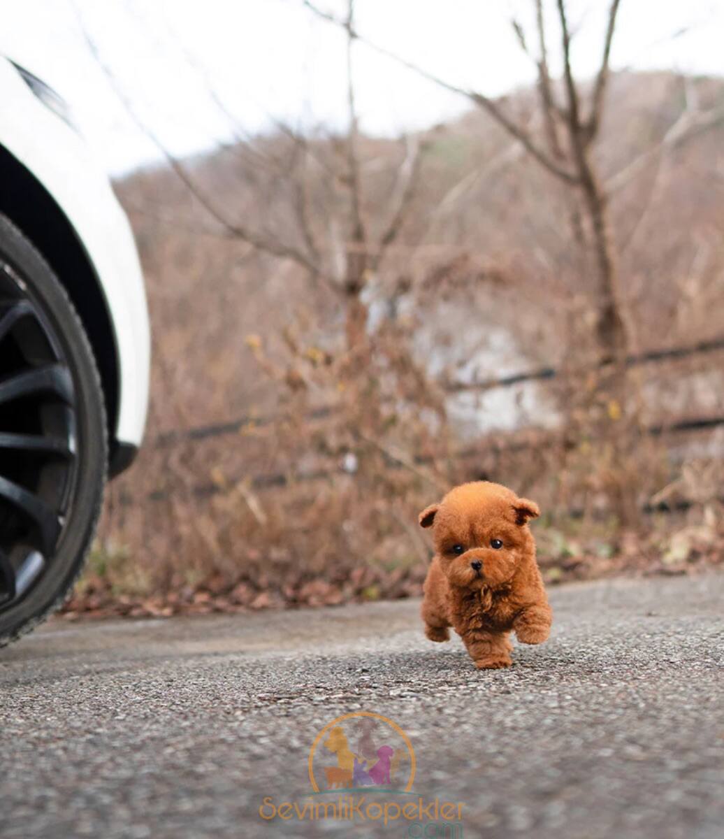 satılık Poodle Toy fiyatı