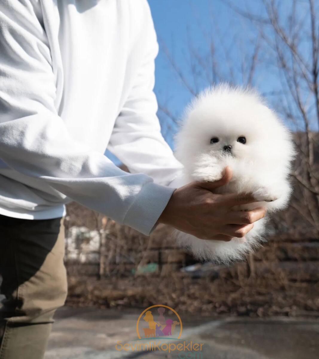 satılık Pomeranian fiyatı