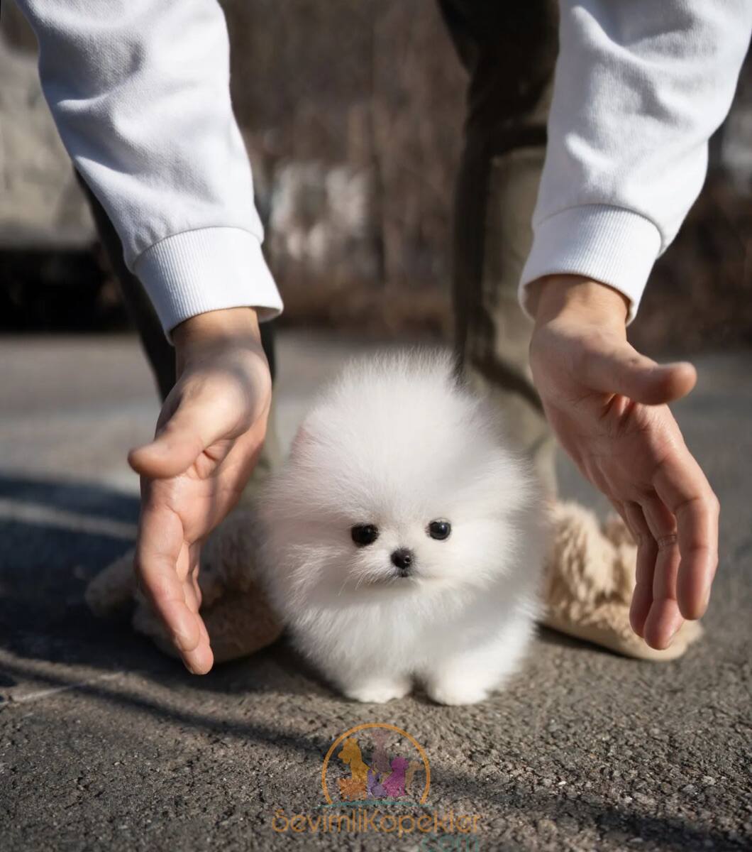 satılık Pomeranian ikinci fotoğrafı