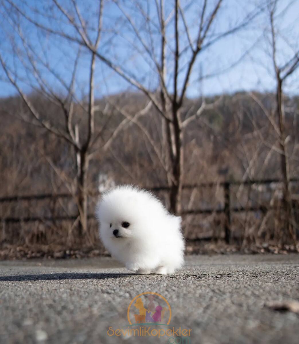 satılık Pomeranian üçüncü fotoğrafı