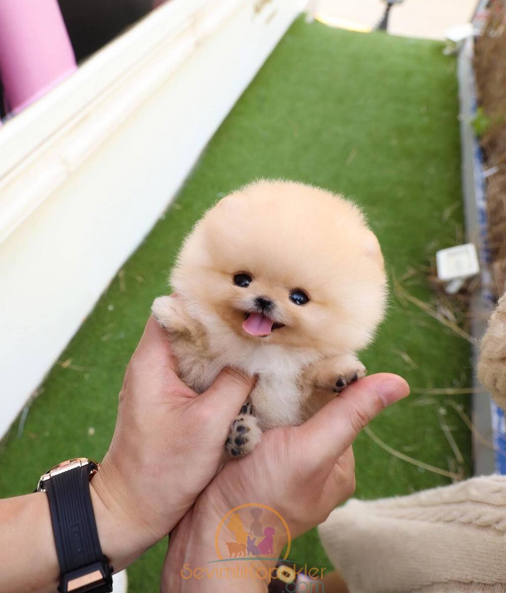 satılık Pomeranian ikinci fotoğrafı