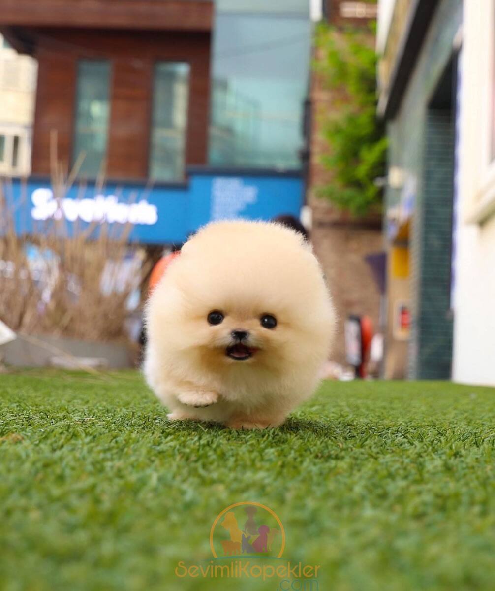 satılık Pomeranian üçüncü fotoğrafı