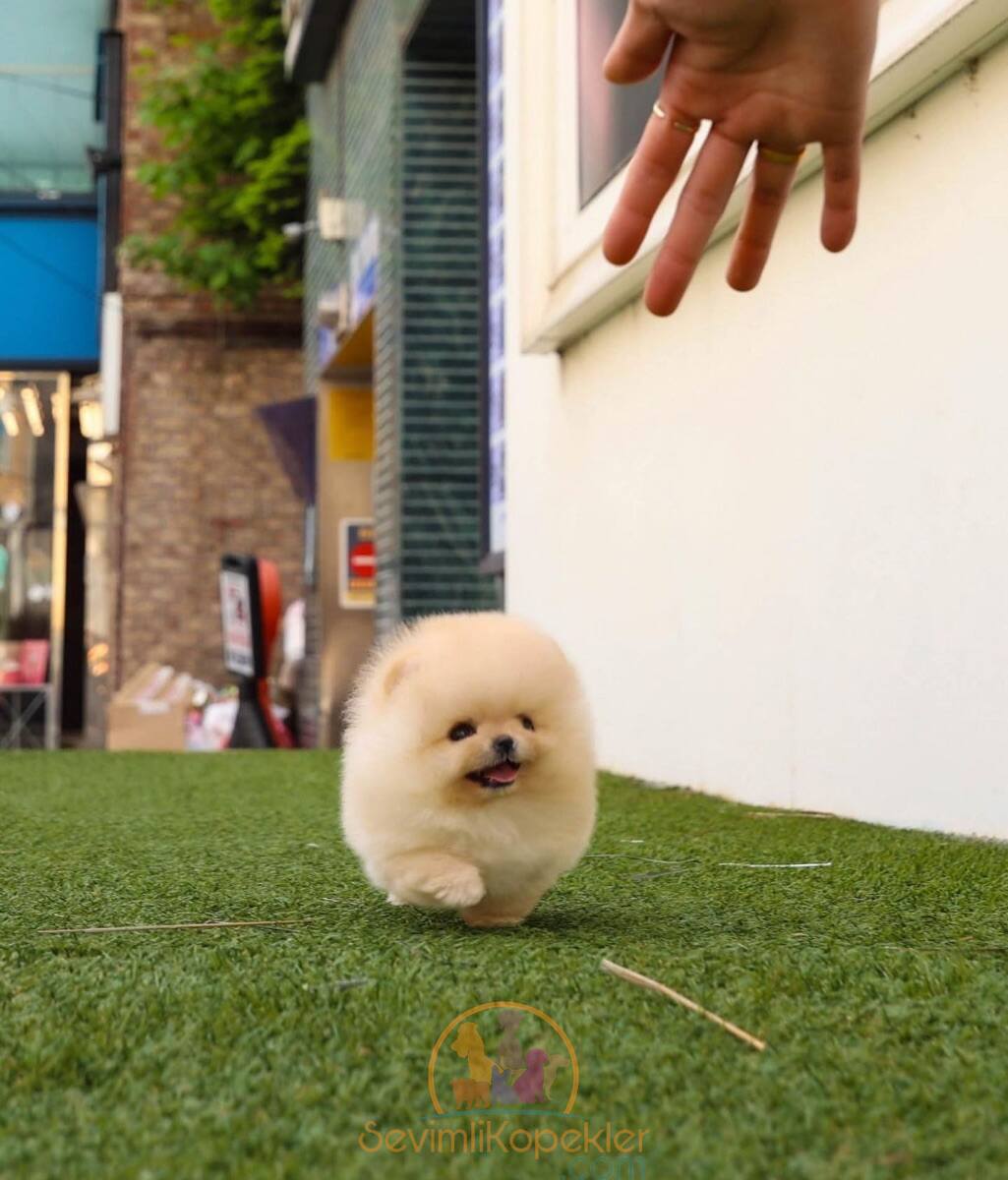 satılık Pomeranian dördüncü fotoğrafı