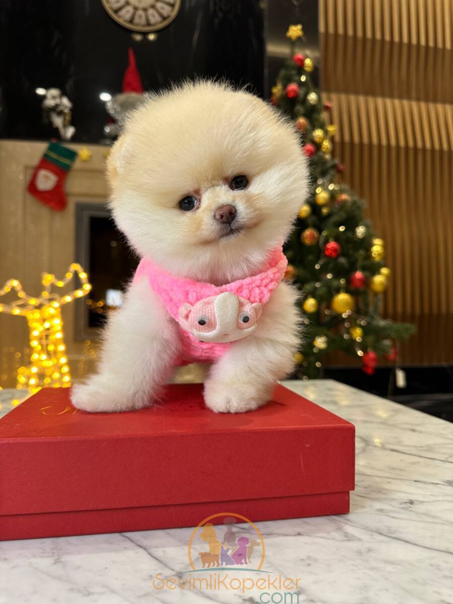 satılık Pomeranian ikinci fotoğrafı