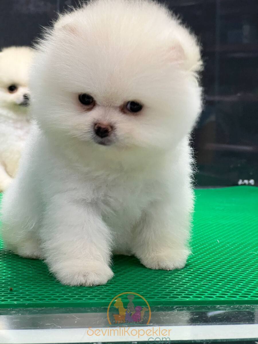 satılık Pomeranian ikinci fotoğrafı