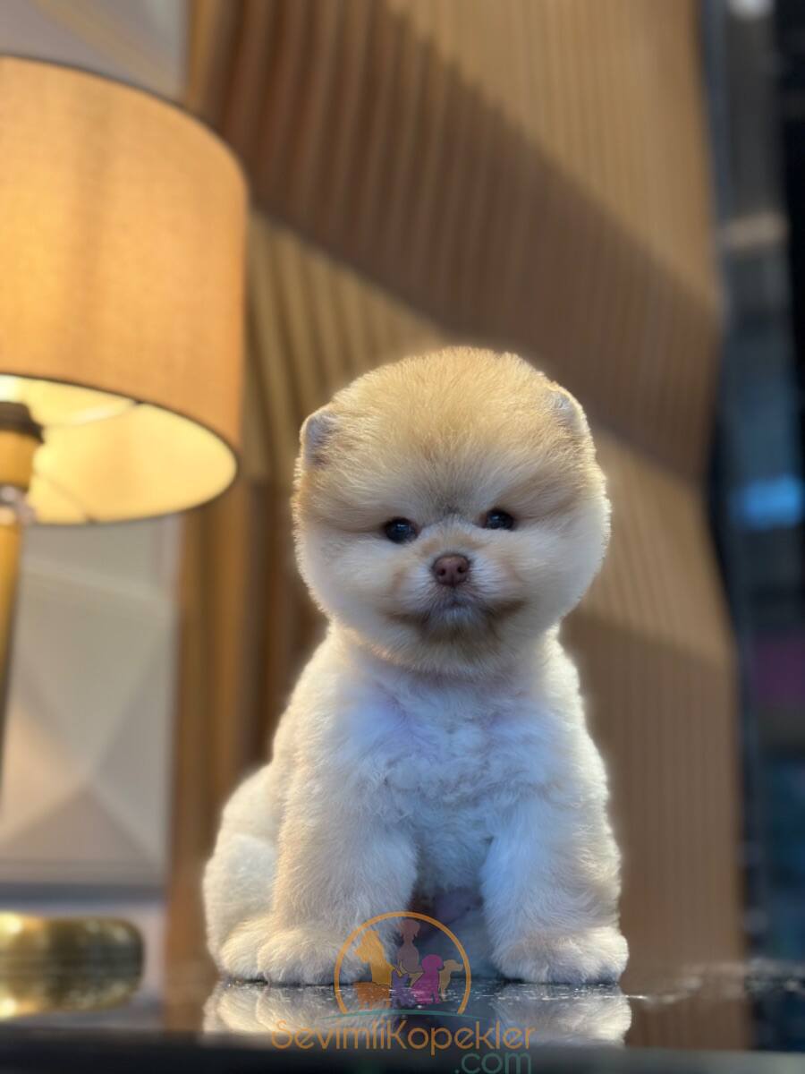 satılık Pomeranian ikinci fotoğrafı