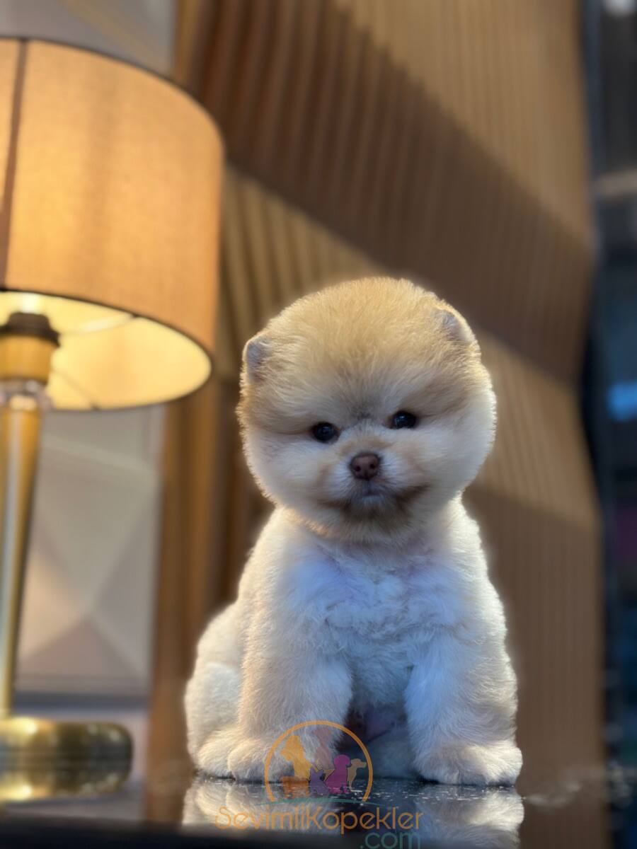 satılık Pomeranian dördüncü fotoğrafı