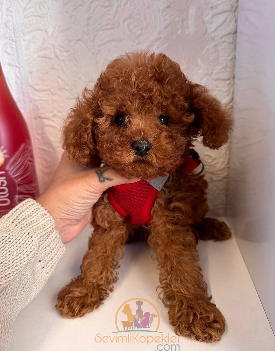 satılık Poodle Toy ikinci fotoğrafı