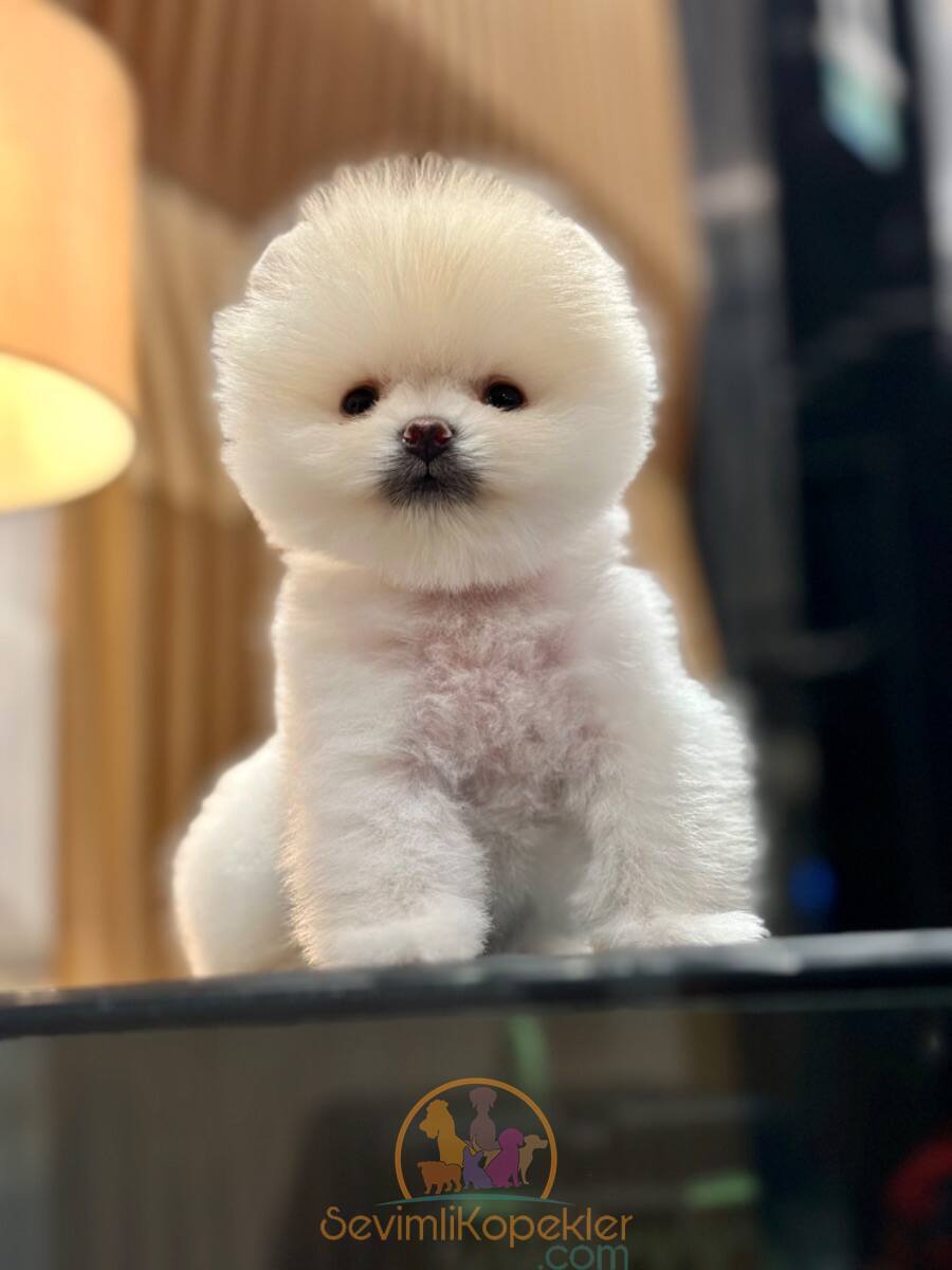 satılık Pomeranian üçüncü fotoğrafı