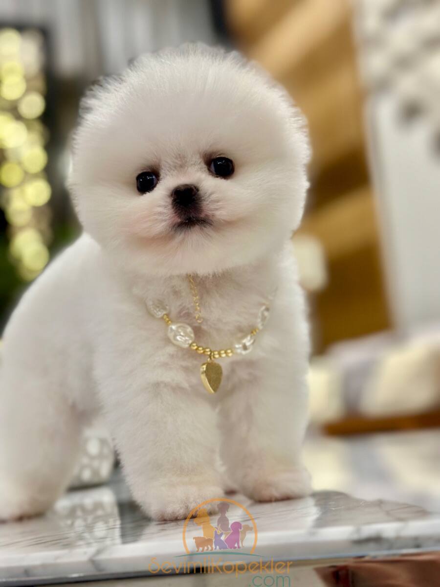 satılık Pomeranian ikinci fotoğrafı