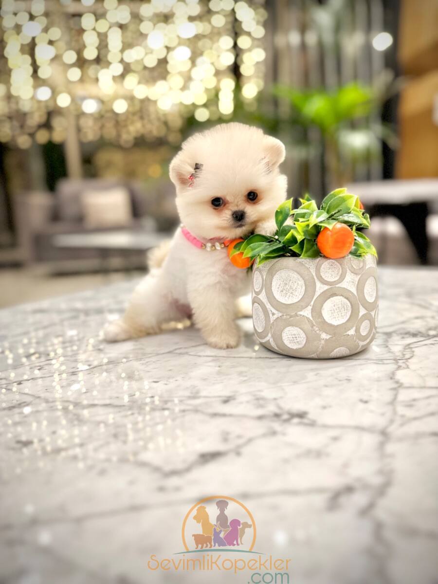 satılık Pomeranian ikinci fotoğrafı