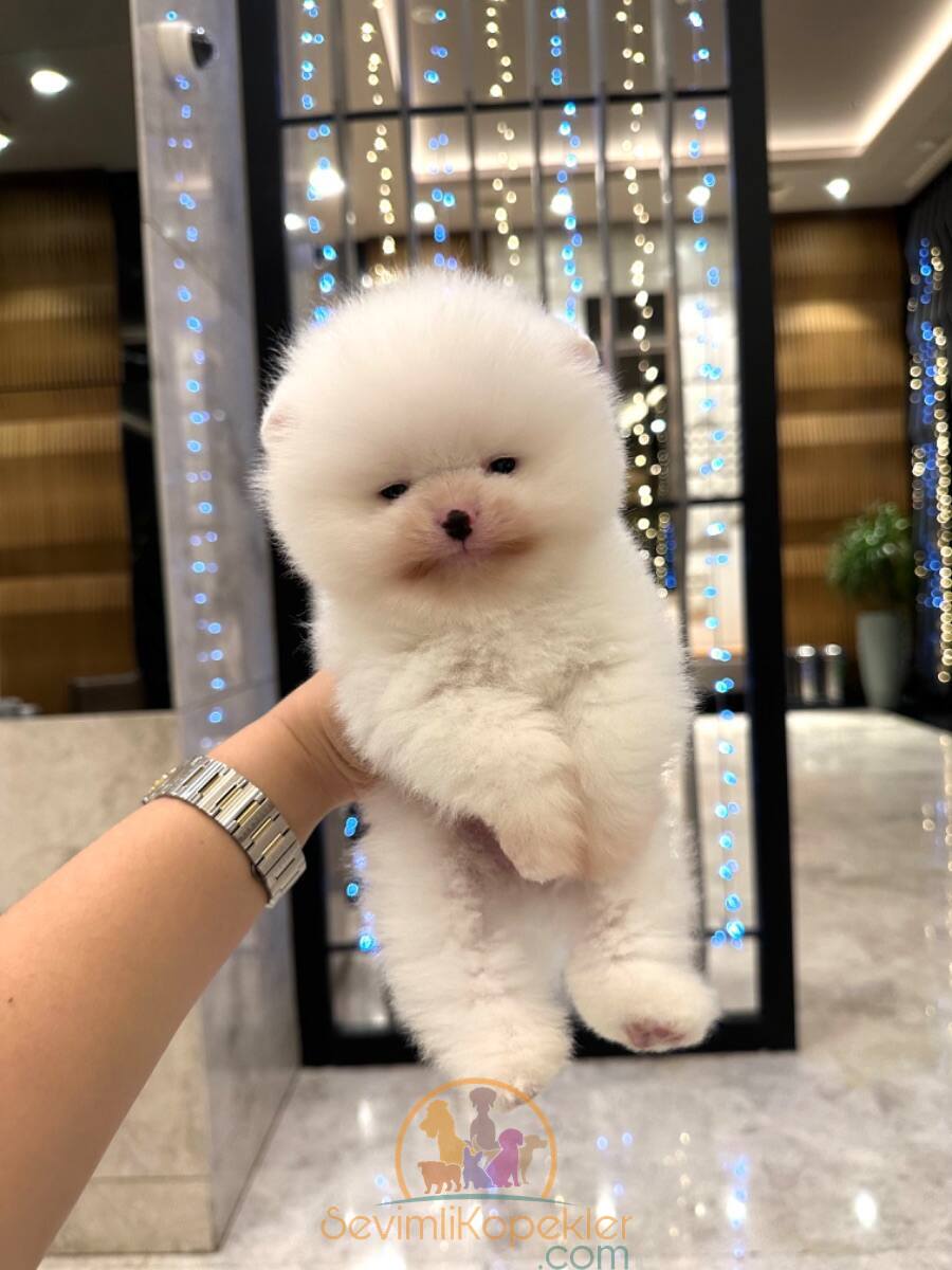 satılık Pomeranian fiyatı