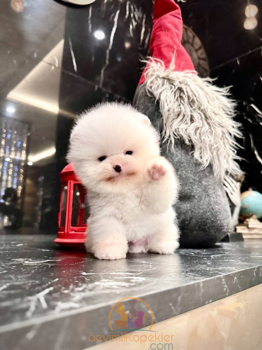 satılık Pomeranian ikinci fotoğrafı