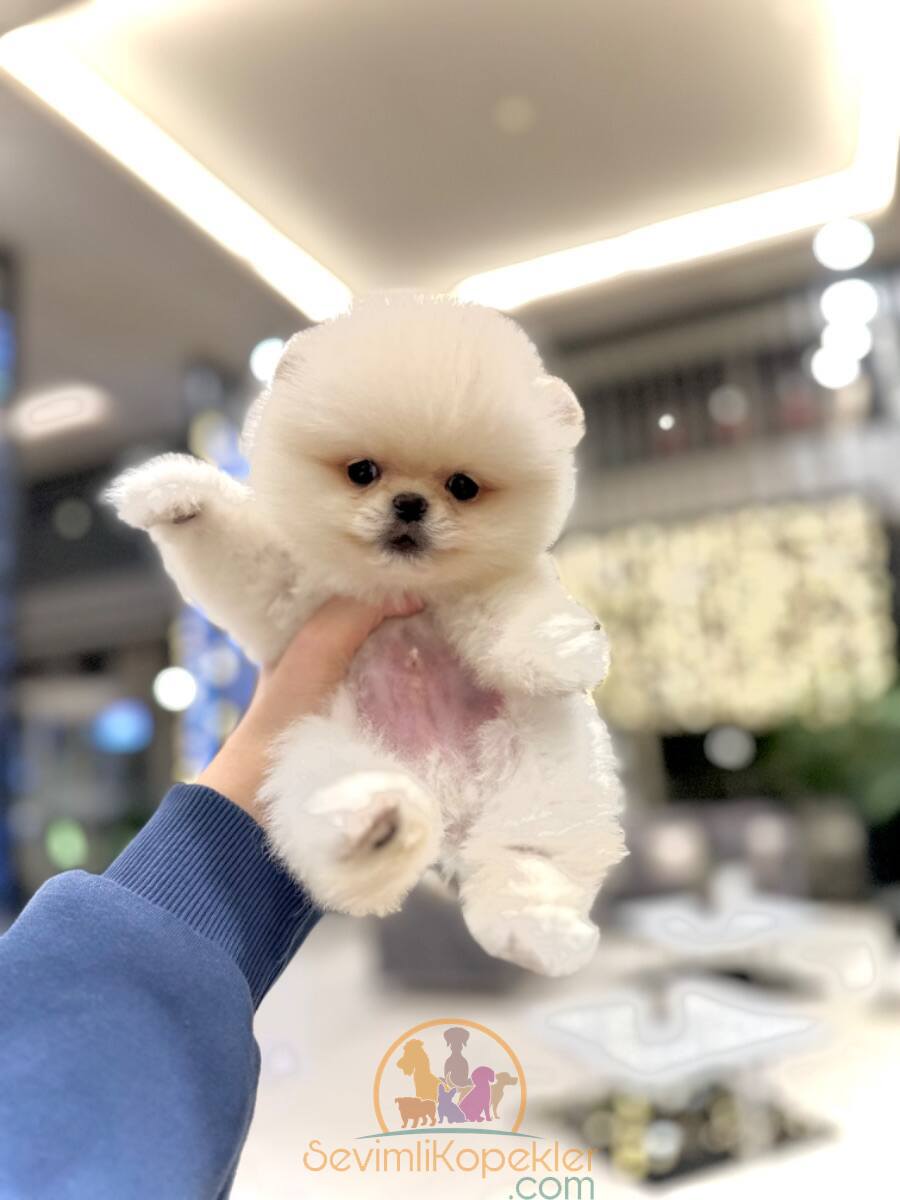 satılık Pomeranian ikinci fotoğrafı