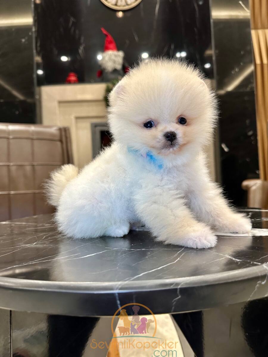 satılık Pomeranian ikinci fotoğrafı