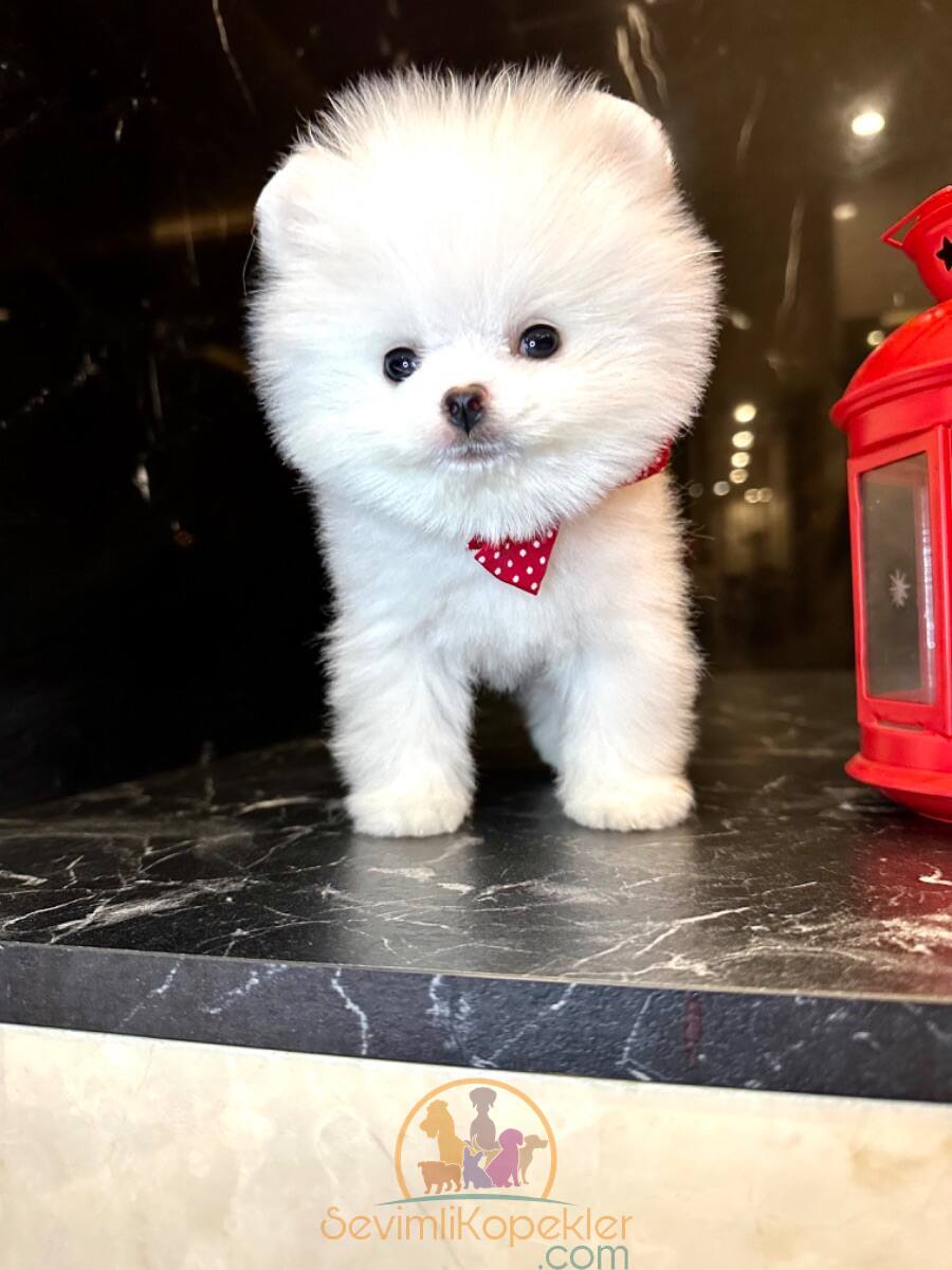 satılık Pomeranian üçüncü fotoğrafı