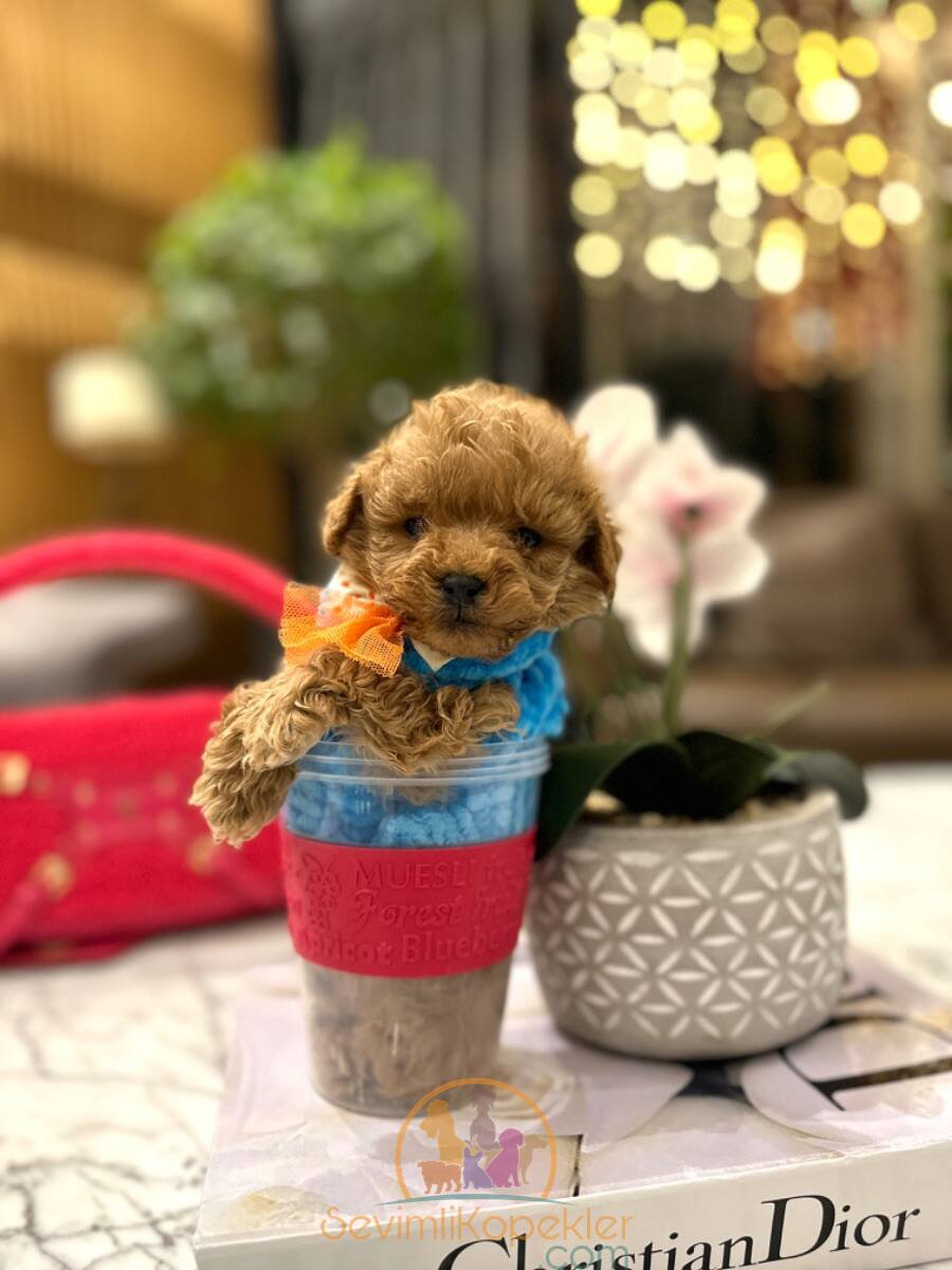 satılık Maltipoo ikinci fotoğrafı