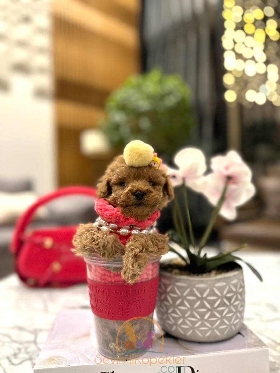 satılık Poodle Toy ikinci fotoğrafı