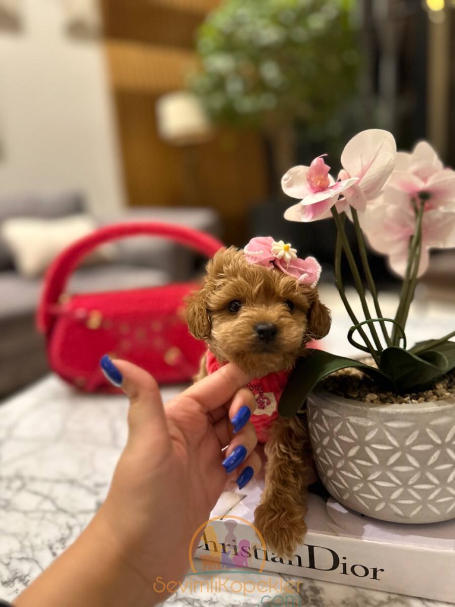 satılık Maltipoo ikinci fotoğrafı