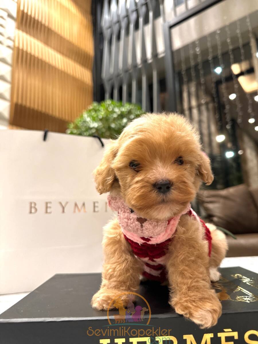 satılık Maltipoo dördüncü fotoğrafı