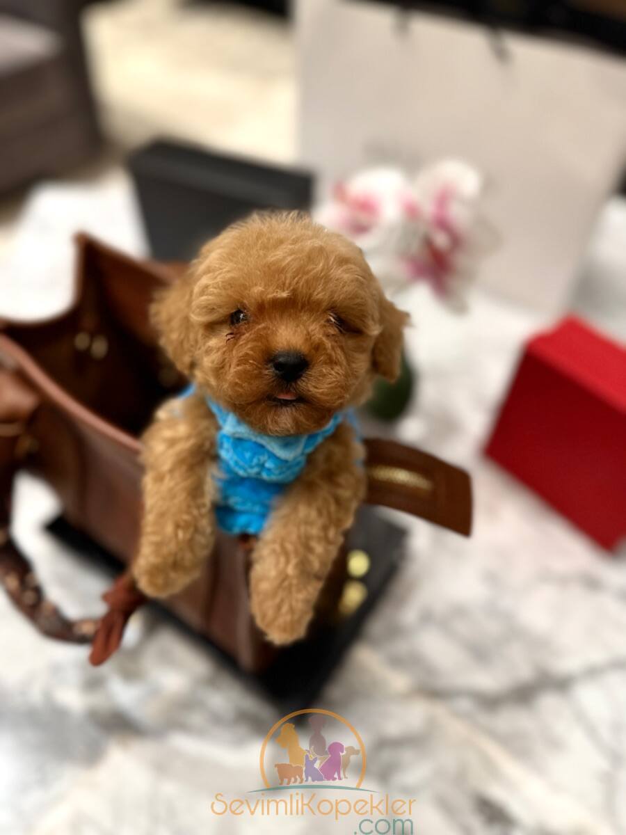 satılık Maltipoo fiyatı