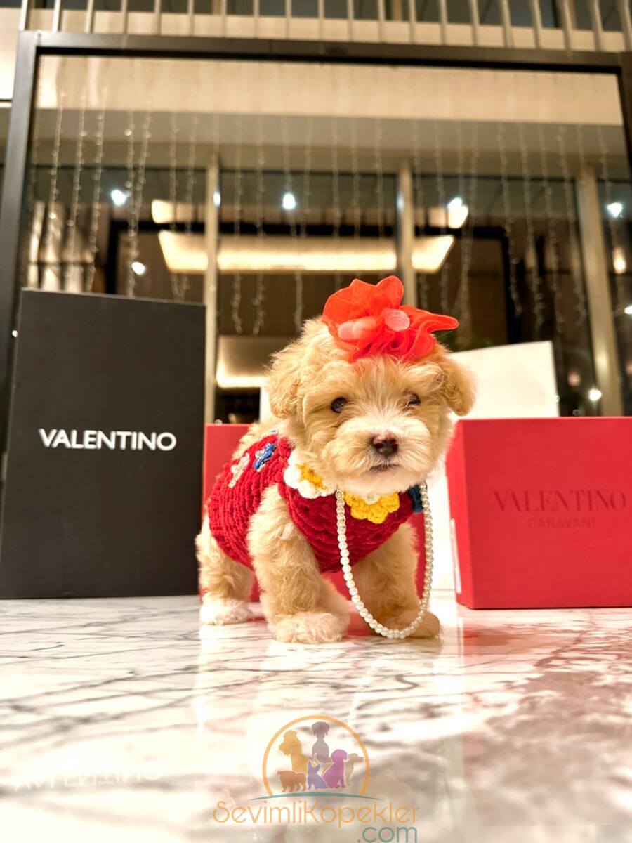 satılık Maltipoo fiyatı