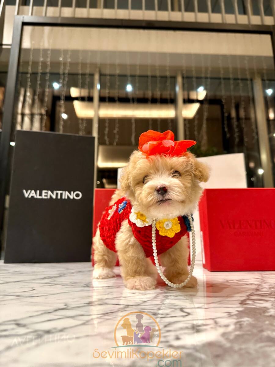 satılık Maltipoo üçüncü fotoğrafı