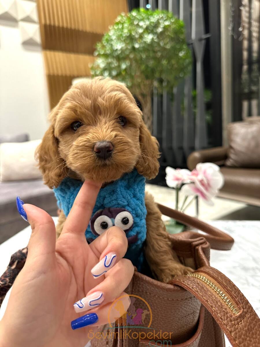 satılık Maltipoo ikinci fotoğrafı