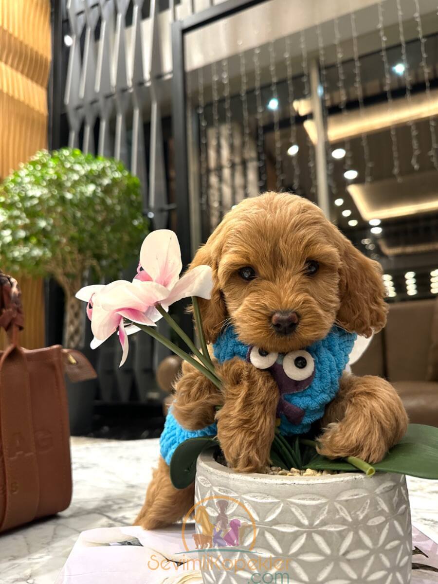 satılık Maltipoo dördüncü fotoğrafı