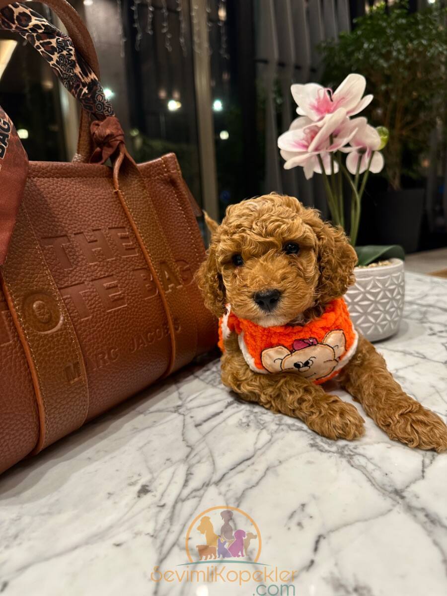 satılık Maltipoo üçüncü fotoğrafı