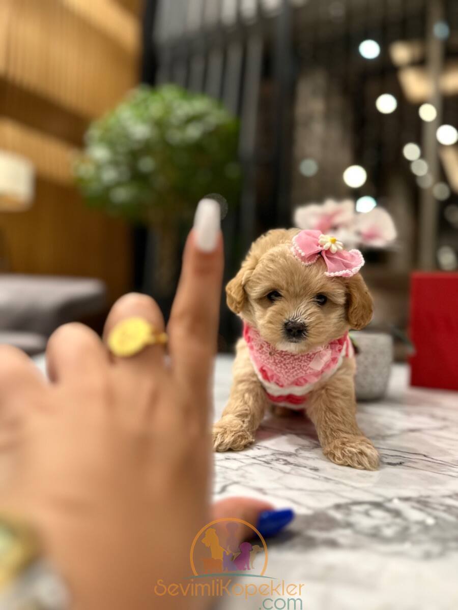 satılık Maltipoo fiyatı