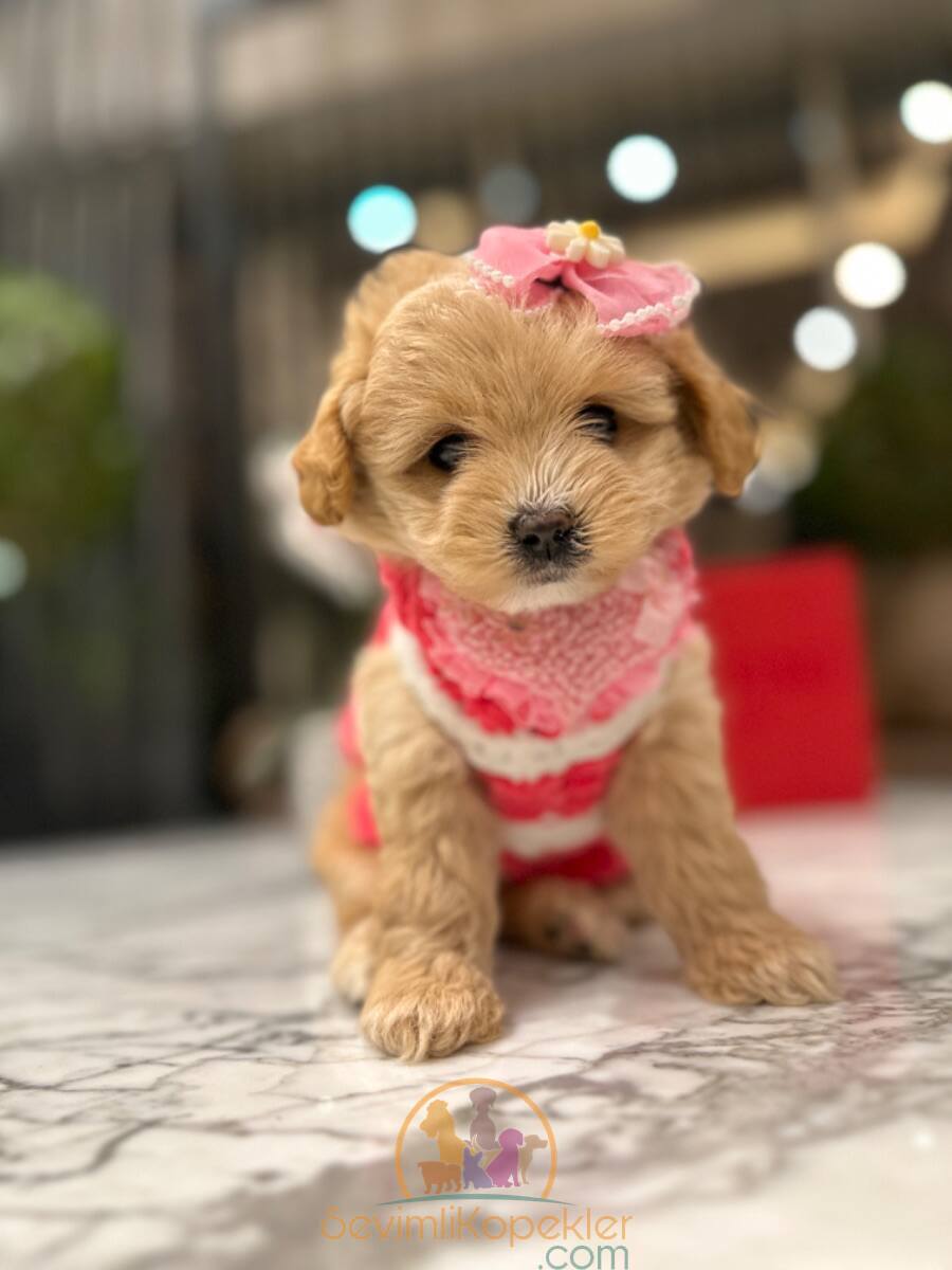 satılık Maltipoo ikinci fotoğrafı