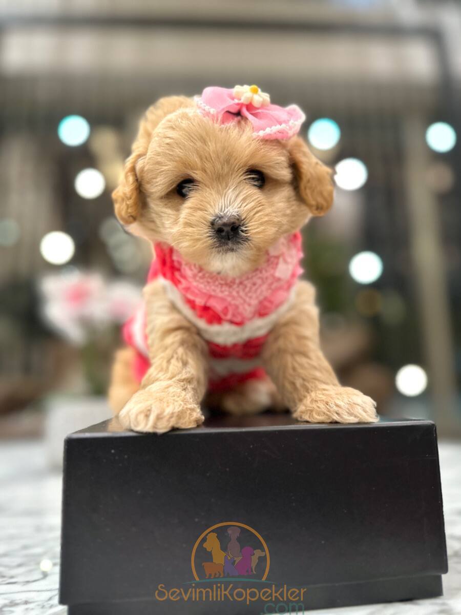 satılık Maltipoo üçüncü fotoğrafı