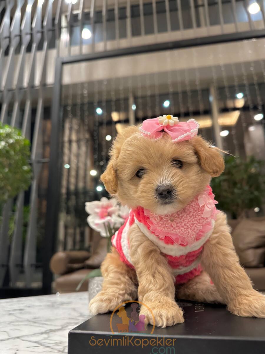 satılık Maltipoo dördüncü fotoğrafı