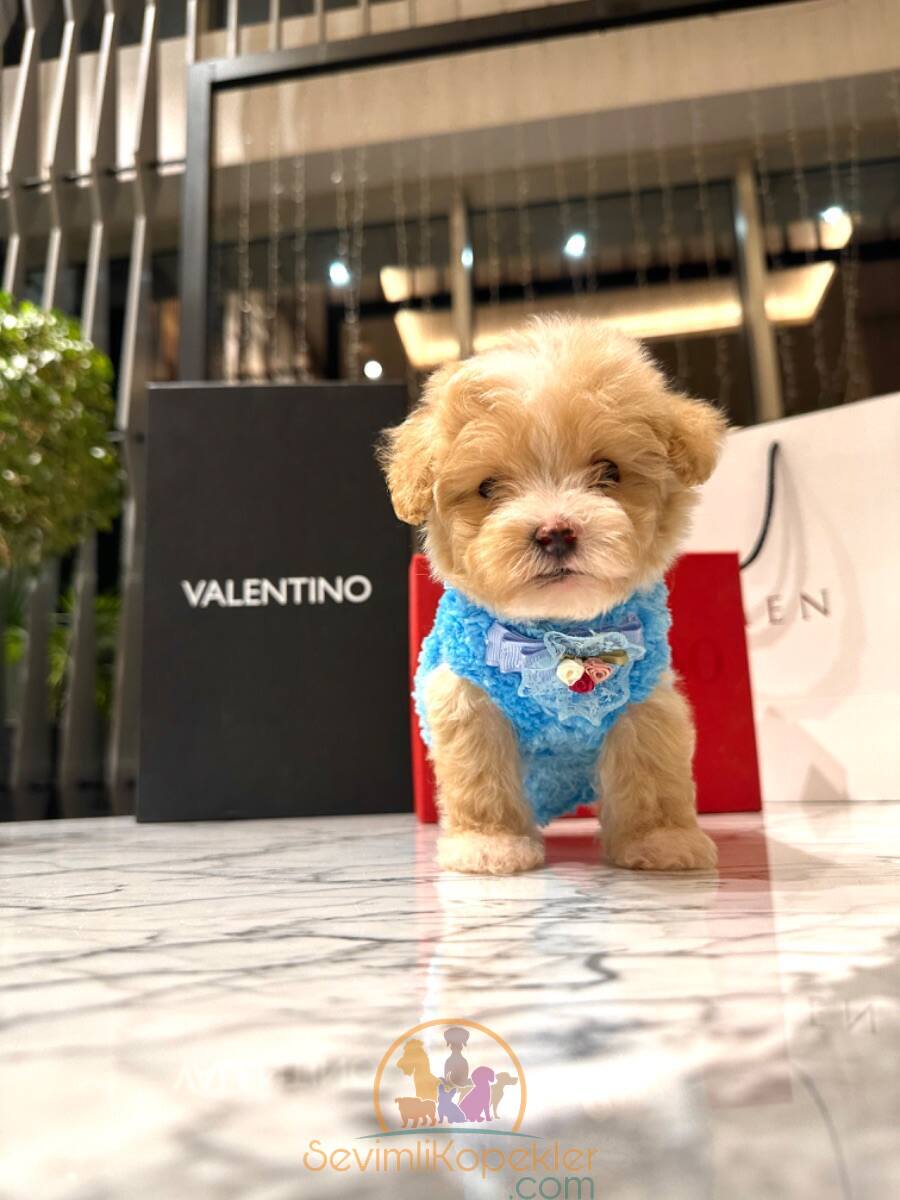 satılık Maltipoo üçüncü fotoğrafı