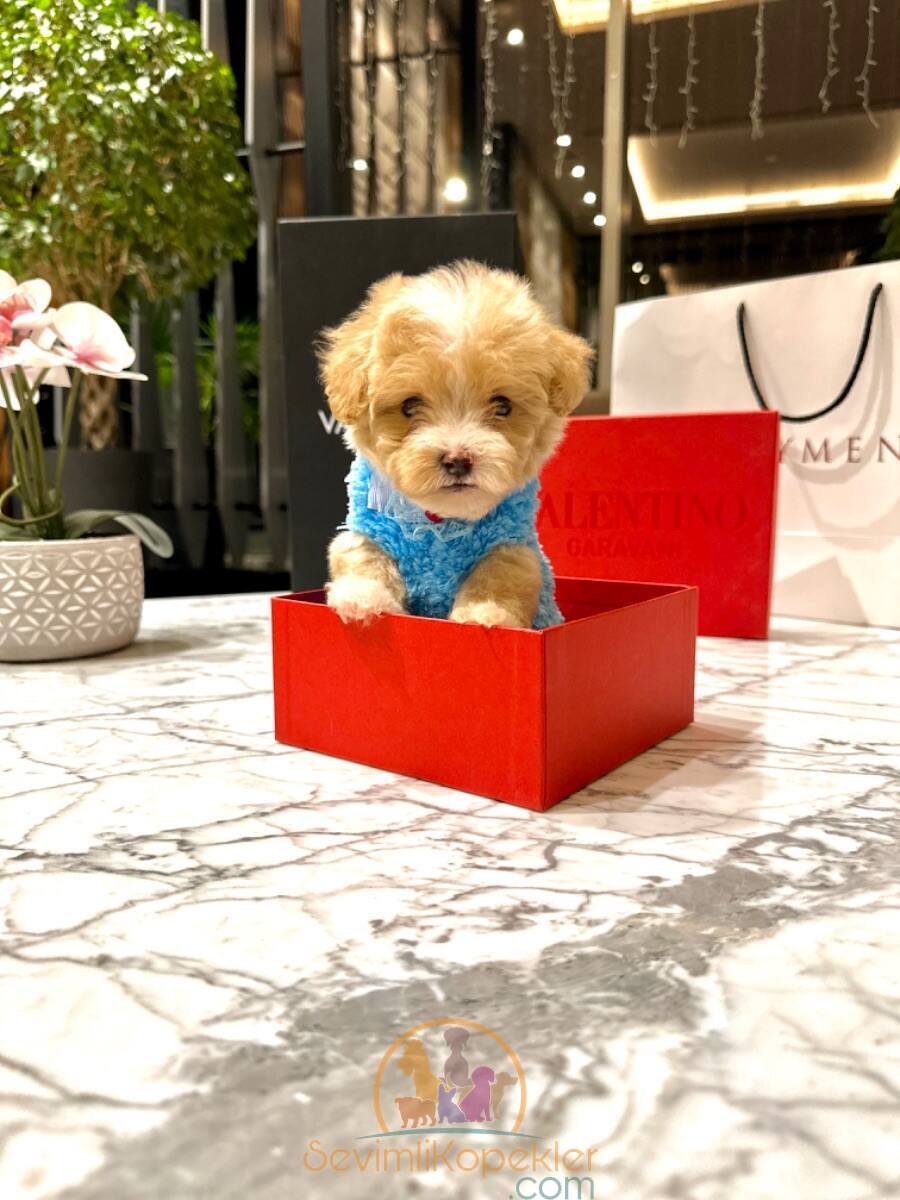 satılık Maltipoo dördüncü fotoğrafı