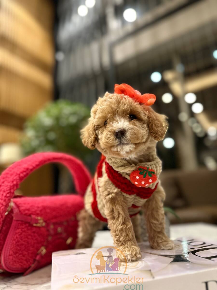 satılık Maltipoo ikinci fotoğrafı