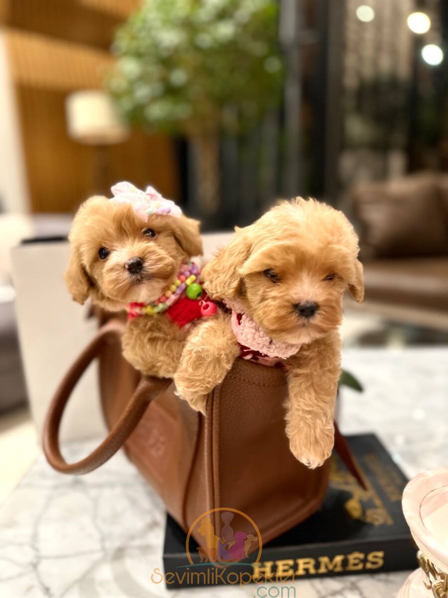 satılık Maltipoo üçüncü fotoğrafı