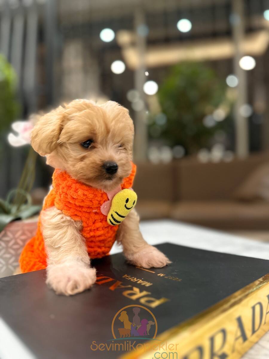 satılık Maltipoo üçüncü fotoğrafı