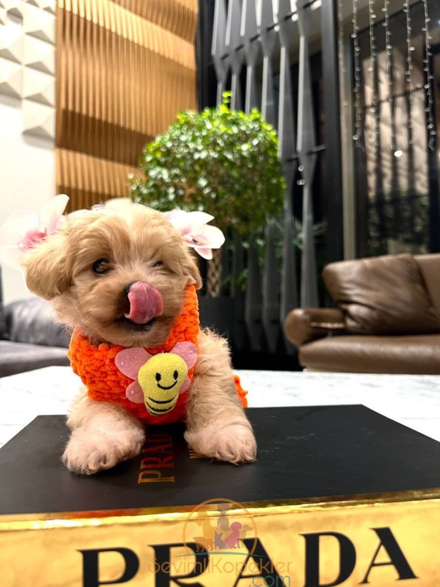 satılık Maltipoo dördüncü fotoğrafı