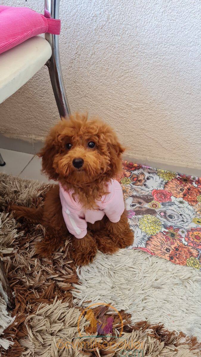 satılık Poodle Toy fiyatı