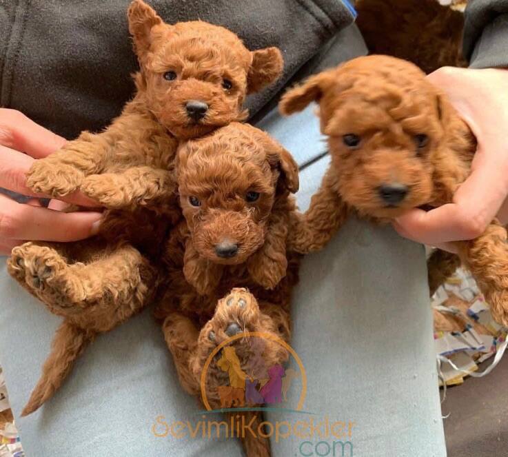 satılık Poodle Toy ikinci fotoğrafı