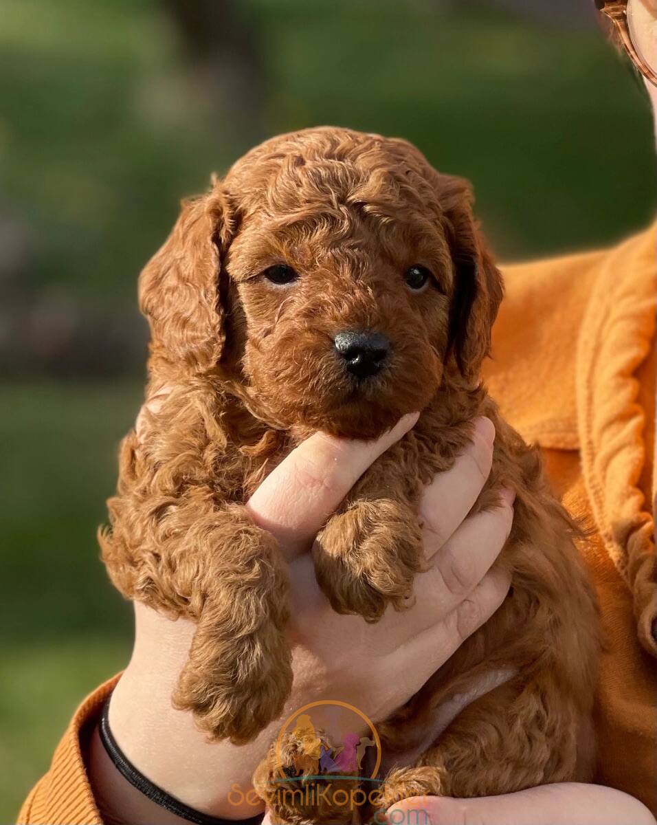 satılık Poodle Toy üçüncü fotoğrafı