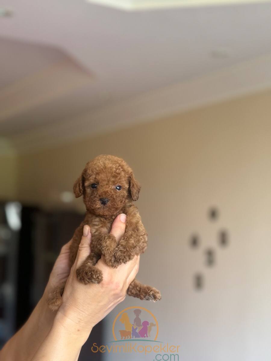 satılık Poodle Toy üçüncü fotoğrafı