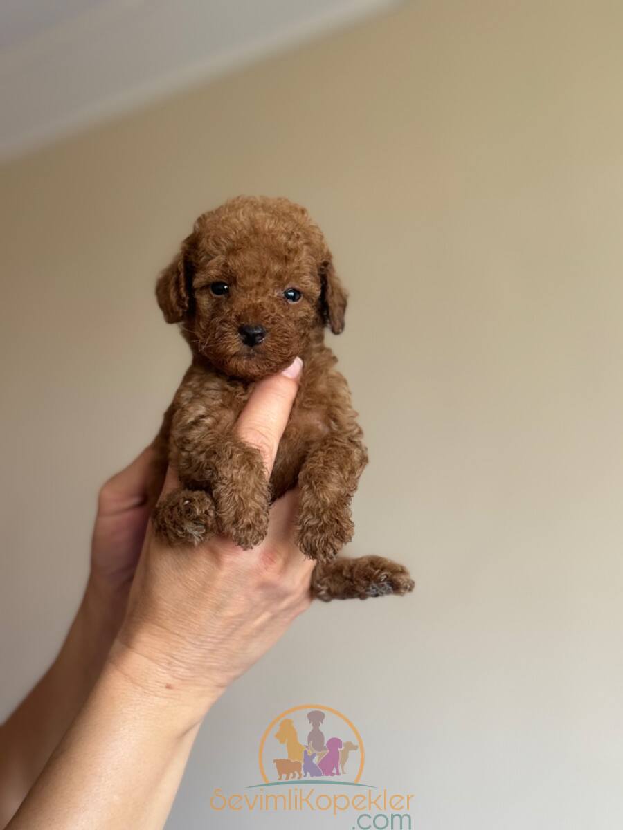 satılık Poodle Toy ikinci fotoğrafı