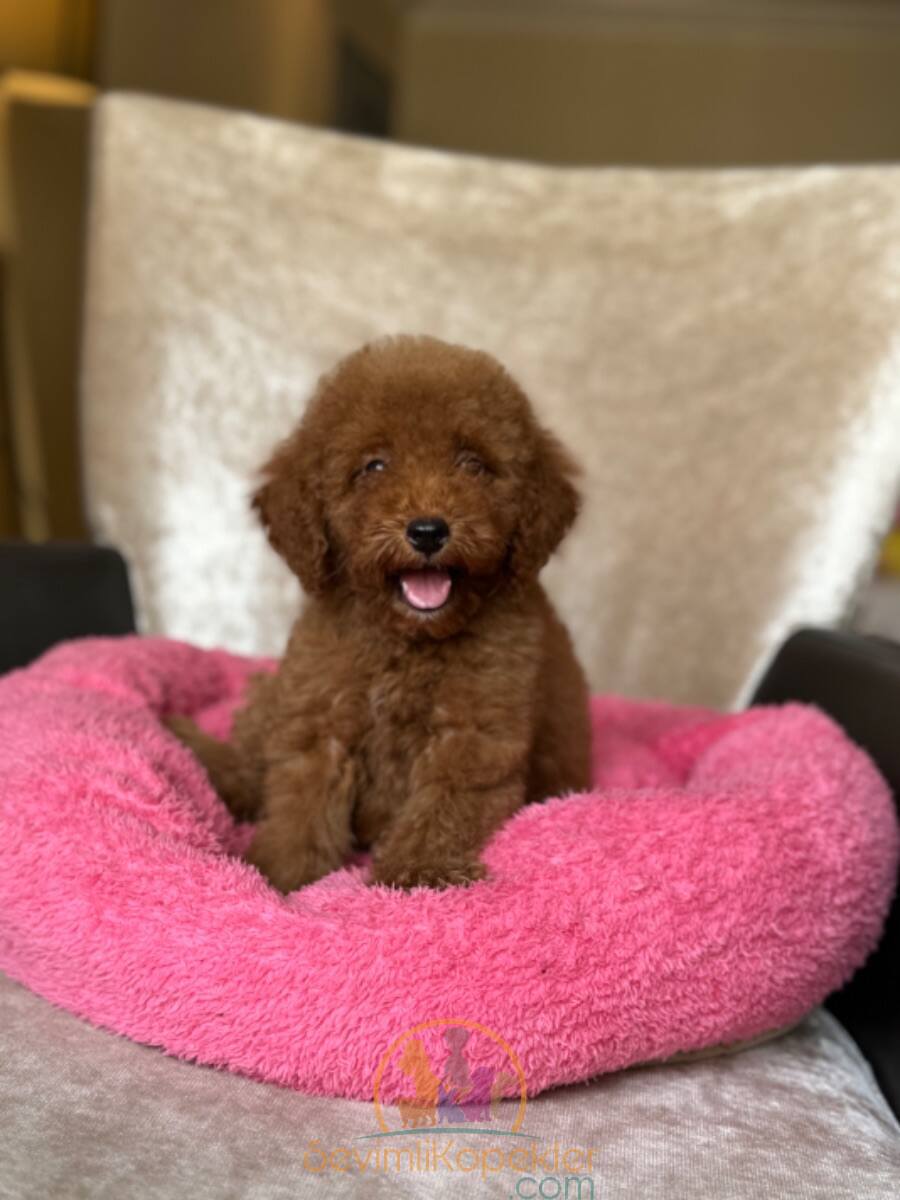 satılık Poodle Toy fiyatı